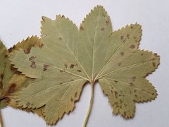 Alchemilla tichomirovii
