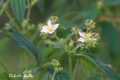 Chaetogastra brachyphylla