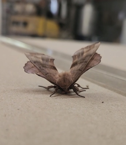 Walnut Sphinx