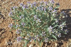 Astragalus garbancillo