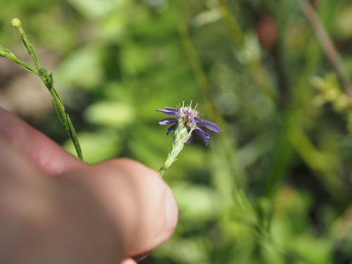 Symphyotrichum concolor, photograph 1