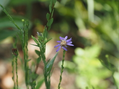 Symphyotrichum concolor