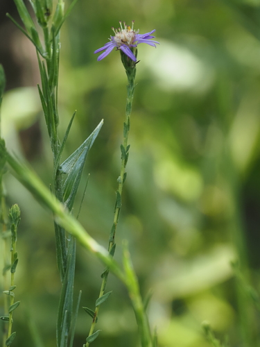 Symphyotrichum concolor, photograph 2