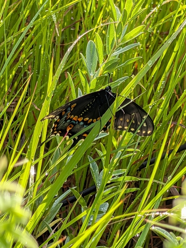 Black Swallowtail