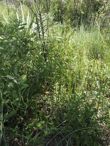 Symphyotrichum concolor, photograph 4