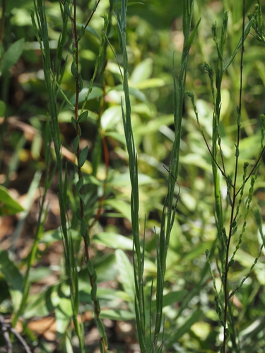 Symphyotrichum concolor, photograph 3