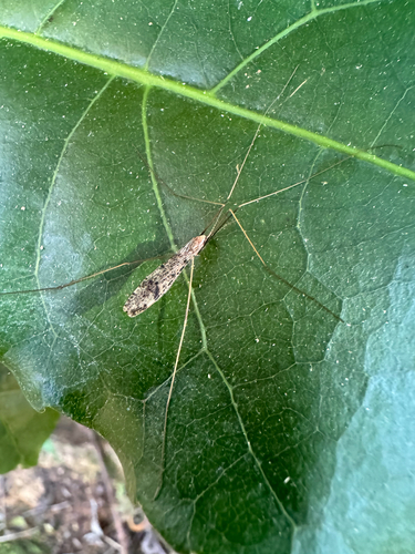 Austrolimnophila antiqua