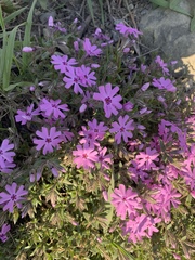 Phlox subulata