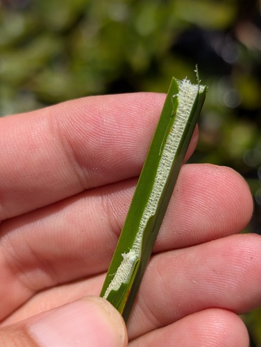 Eleocharis mutata observed 2026-08-05