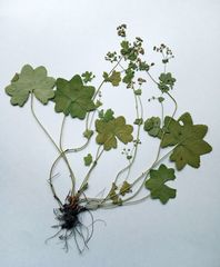 Alchemilla tichomirovii