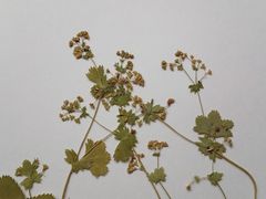 Alchemilla tichomirovii