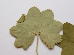 Alchemilla tichomirovii