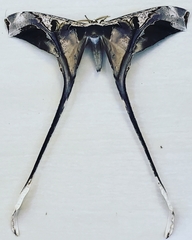 Copiopteryx