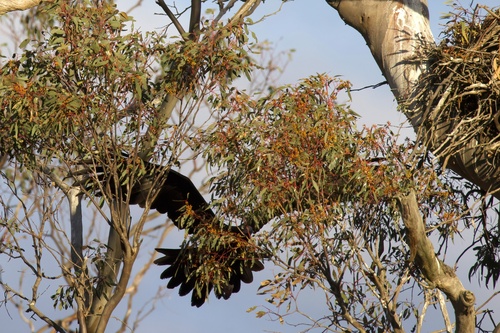 Mainland Wedge-tailed Eagle