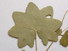 Alchemilla tichomirovii