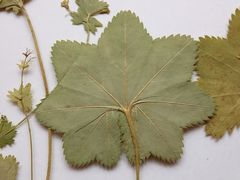 Alchemilla tichomirovii
