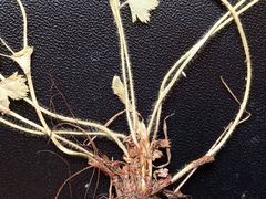 Alchemilla tichomirovii