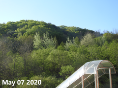 Populus tomentiglandulosa