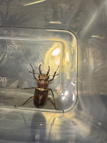 Lucanus dybowski dybowski