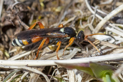 Ichneumon ambulatorius