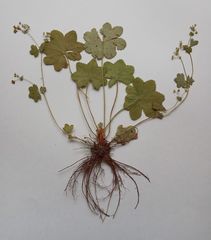 Alchemilla tichomirovii