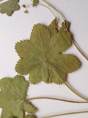 Alchemilla tichomirovii