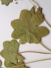 Alchemilla tichomirovii