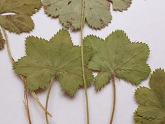 Alchemilla tichomirovii
