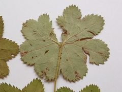 Alchemilla tichomirovii