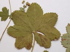 Alchemilla tichomirovii