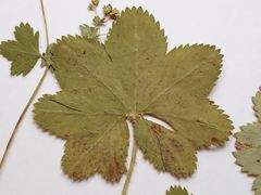 Alchemilla tichomirovii