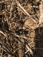 Pasimachus elongatus