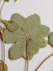 Alchemilla tichomirovii