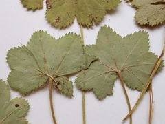 Alchemilla tichomirovii