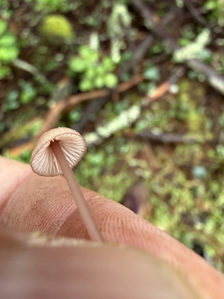purple-edge bonnet · August 2026 · photo: Photo: no rights reserved · iNaturalist