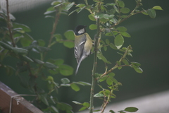 Parus major