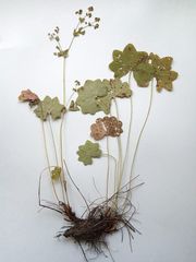 Alchemilla tichomirovii