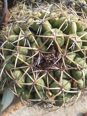 Coryphantha elephantidens