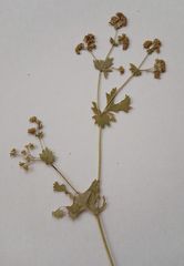 Alchemilla tichomirovii