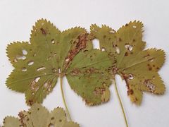 Alchemilla tichomirovii