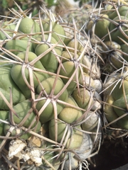Coryphantha elephantidens