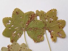 Alchemilla tichomirovii