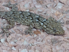 Tarentola mauritanica