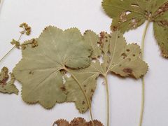 Alchemilla tichomirovii