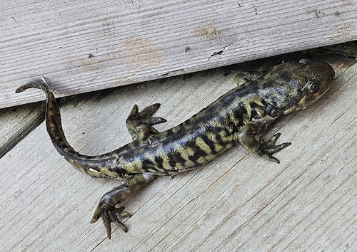 Western Tiger Salamander observed by jenninebaughman