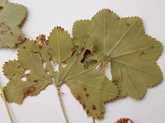 Alchemilla tichomirovii