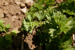 Alchemilla arvensis