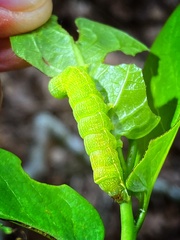 Orthosia hibisci