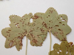 Alchemilla tichomirovii