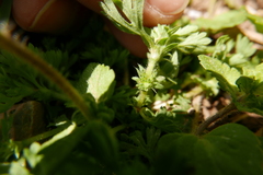 Alchemilla arvensis